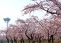 5月上旬　函館的櫻花觀賞