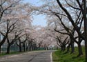 大野川邊櫻花並木