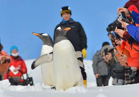 企鵝雪中散步
