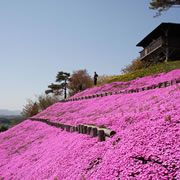 藥師山的芝櫻
